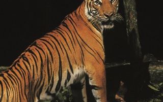 ナイトサファリ