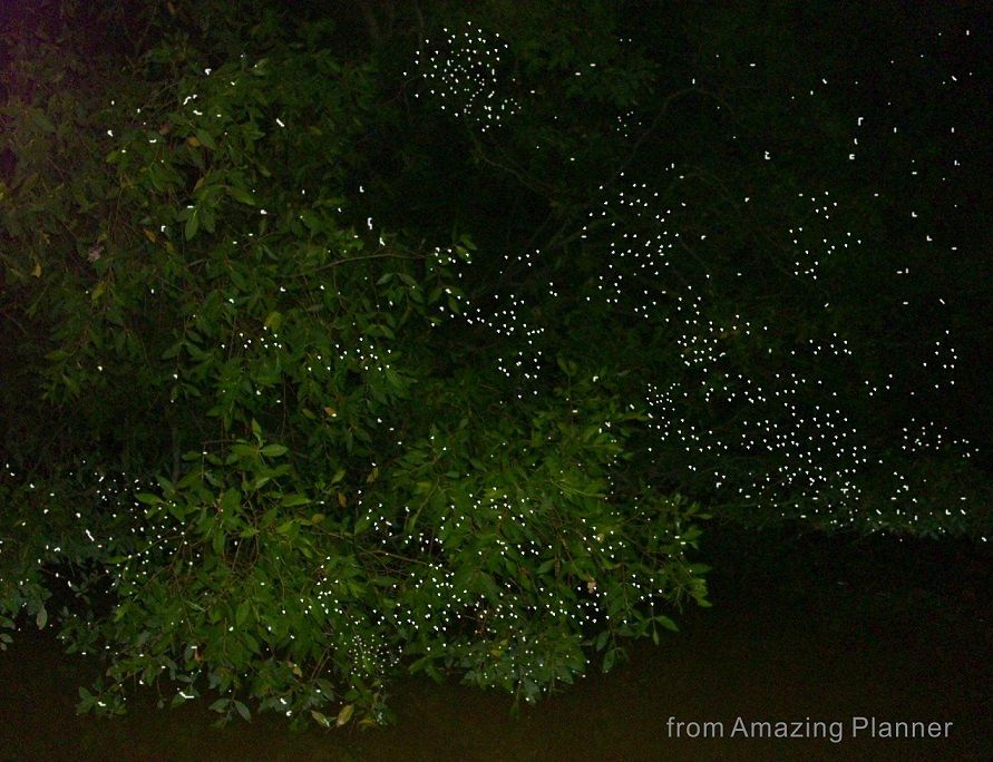 クリスマスツリーのように輝くホタルを見に行こう!ニボンテバル・ホタル観賞ツアー<夕方発観光> 1