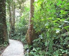 ≪英語ガイド≫世界遺産・ムル国立公園1泊2日　（コタキナバル発） 5