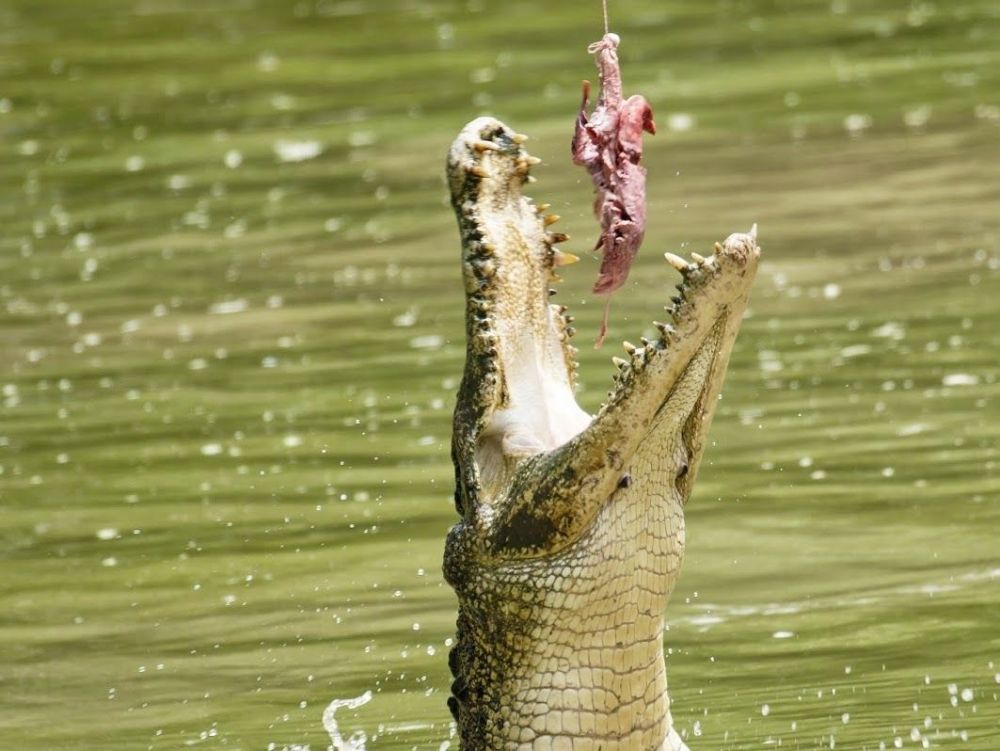クロコダイル・ファームツアー 1