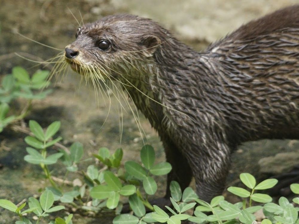 クロコダイル・ファームツアー 3