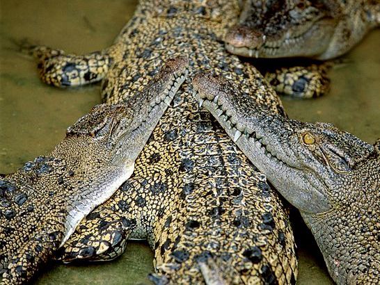 クロコダイル・ファームツアー 2