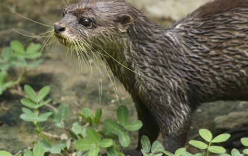 クロコダイル・ファームツアー 3