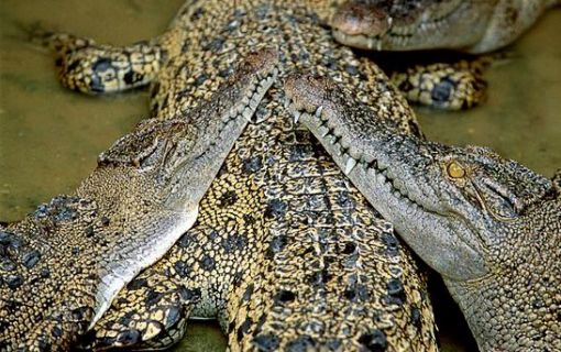 クロコダイル・ファームツアー 2