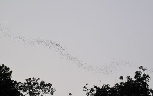 ≪英語ガイド≫ ベーシックプラン（世界遺産・ムル国立公園2泊3日）