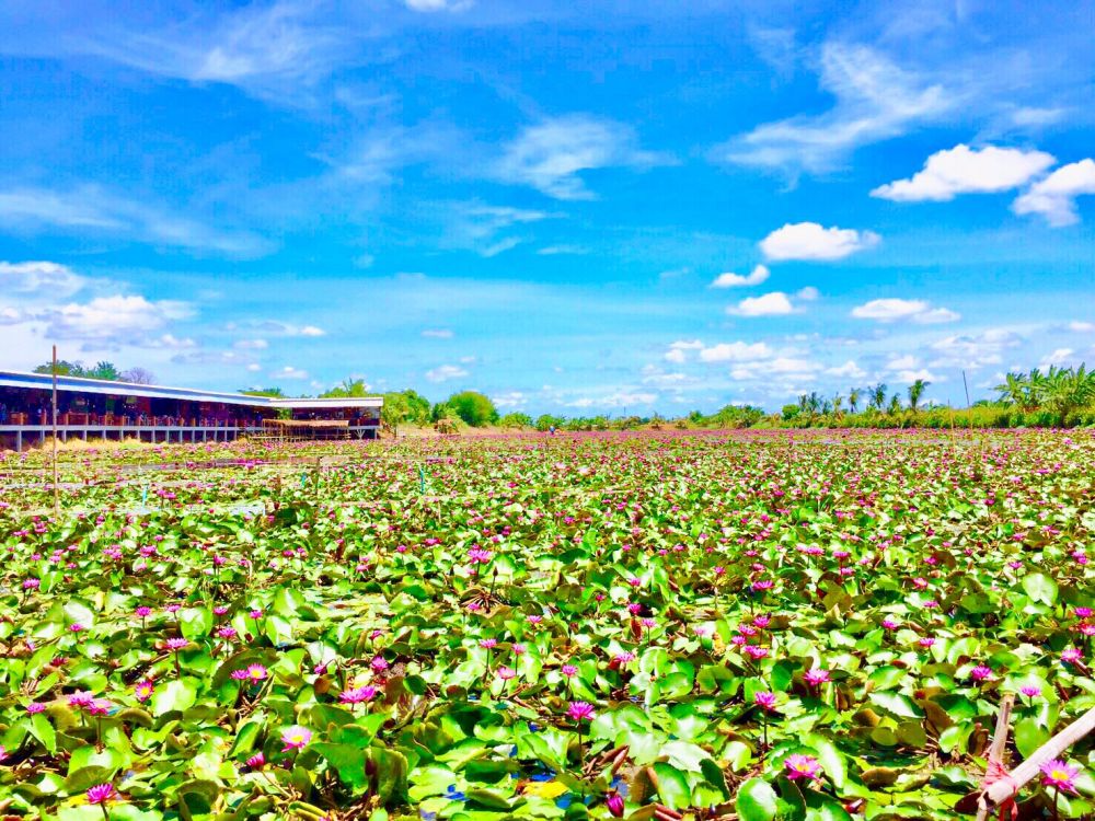 赤蓮の水上マーケット