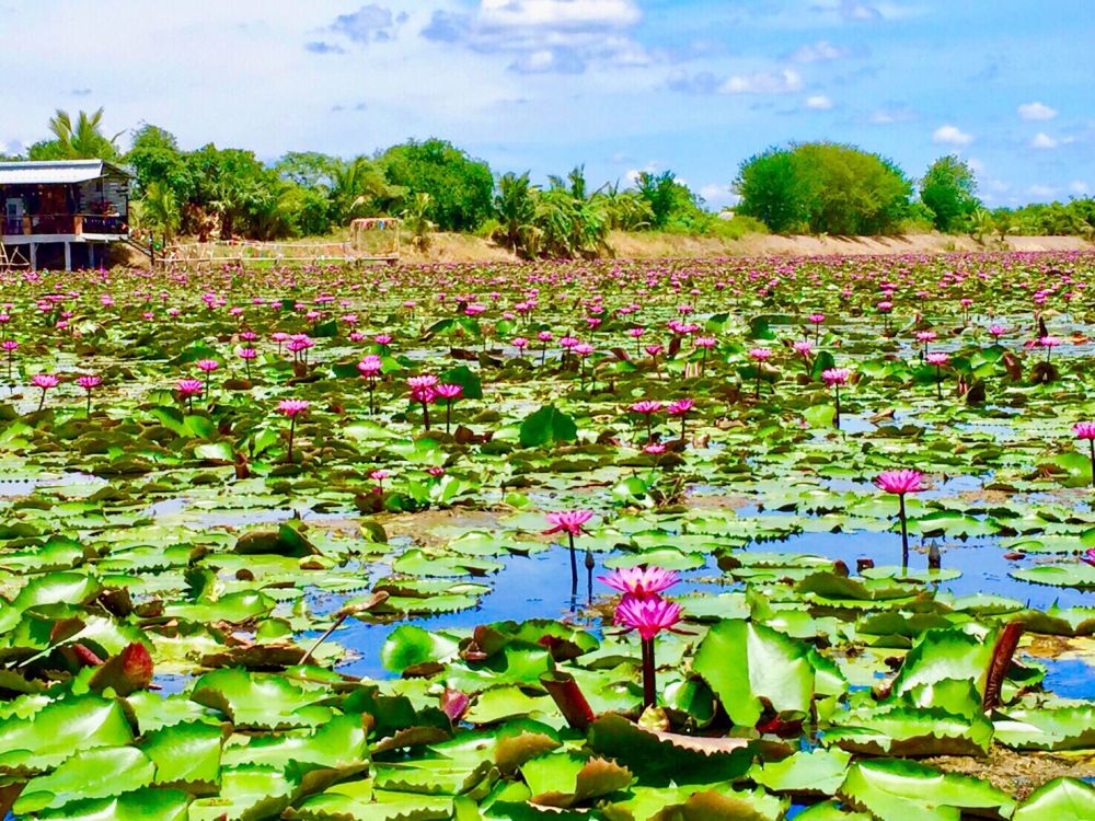 赤蓮の水上マーケット