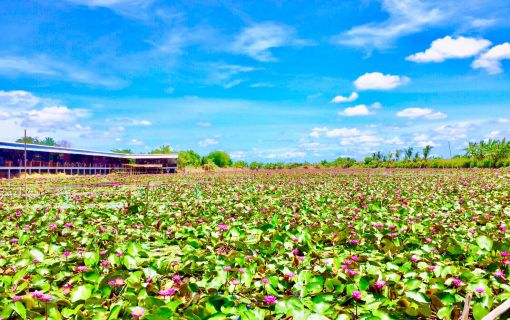 赤蓮の水上マーケット