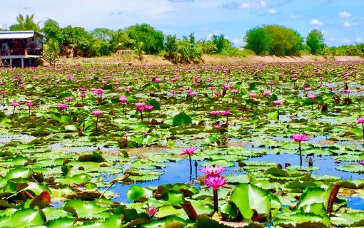 赤蓮の水上マーケット