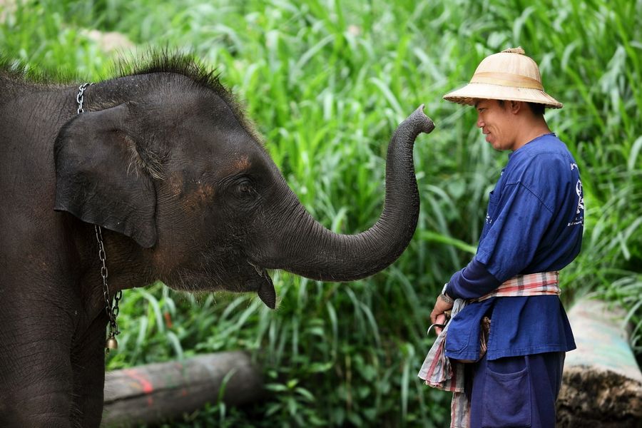 エレファントキャンプ