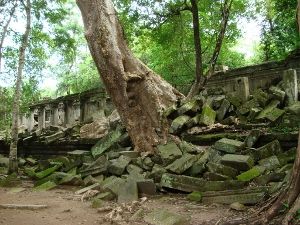 ベンメリア遺跡を侵食する木