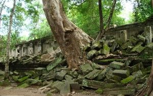 ベンメリア遺跡を侵食する木