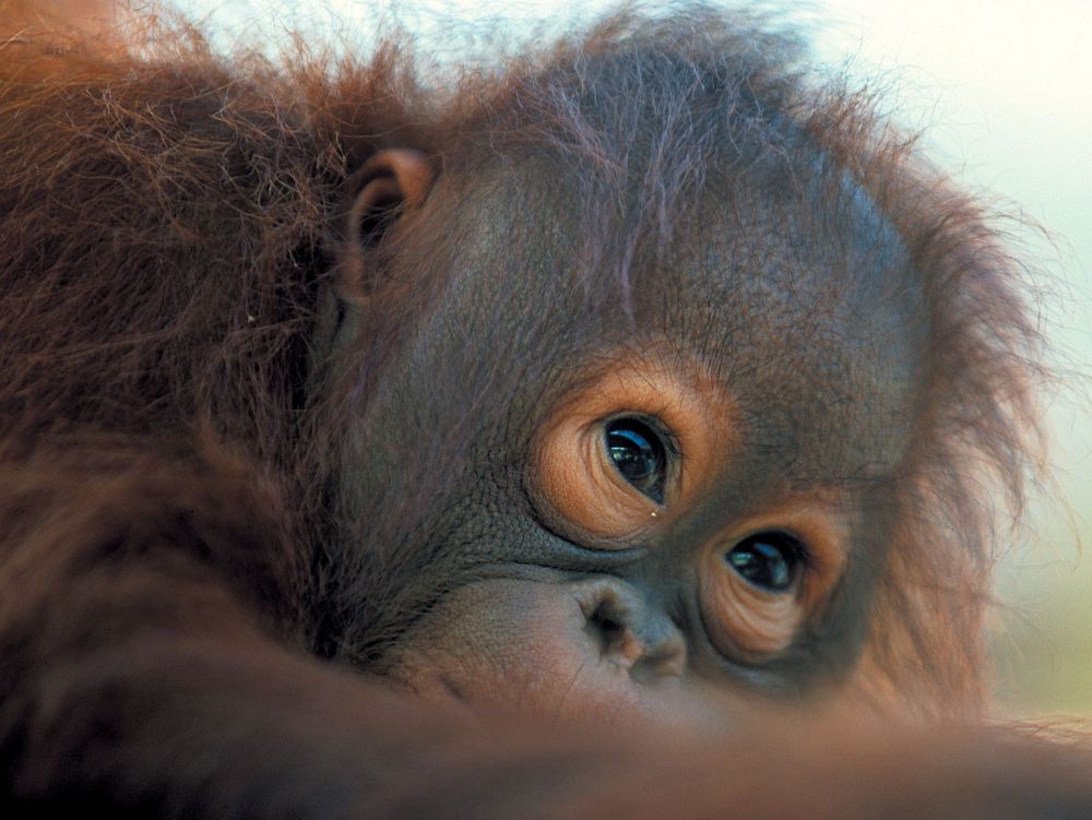 セメンゴ野生動物リハビリ・センター 3