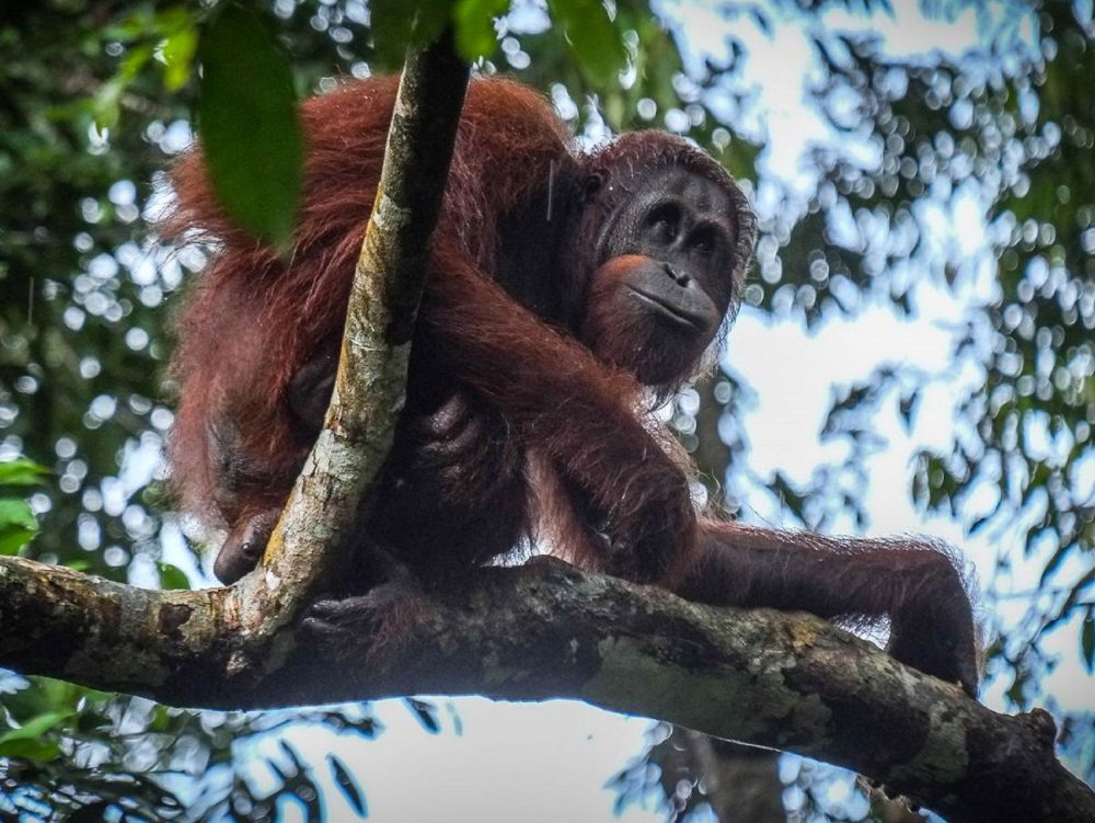 セメンゴ野生動物リハビリ・センター 1