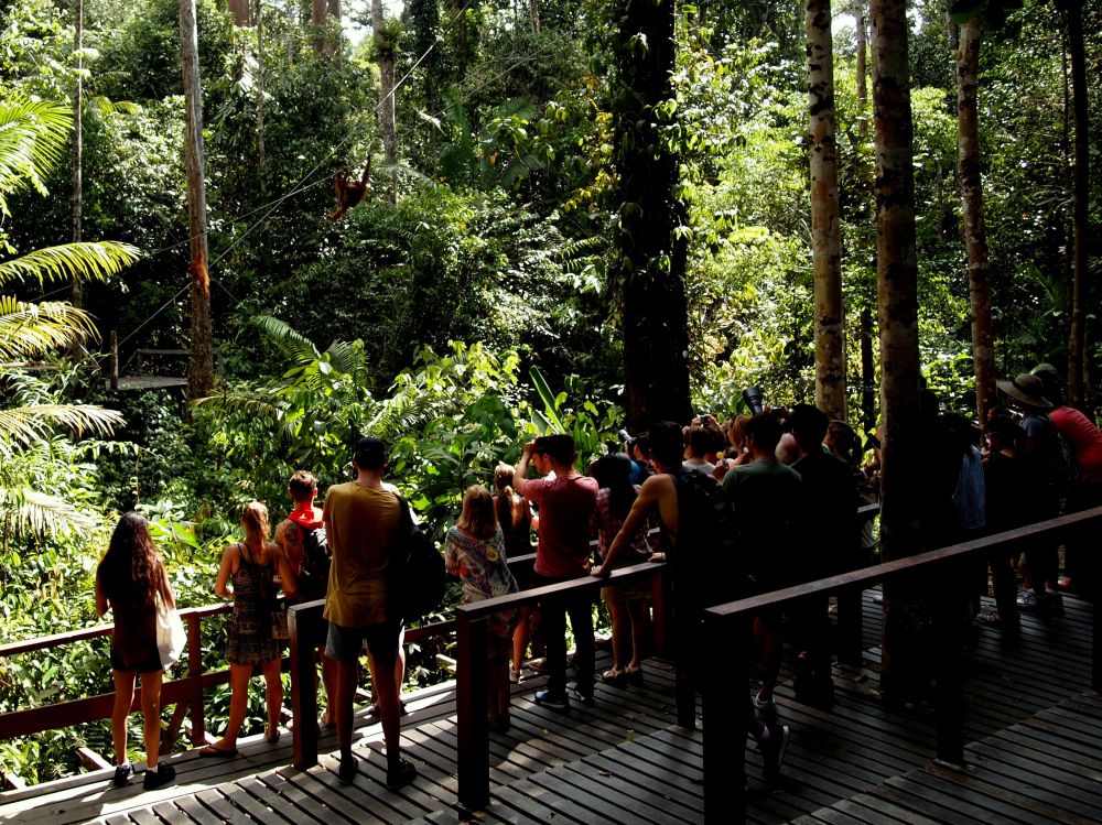 セメンゴ野生動物リハビリ・センター 2