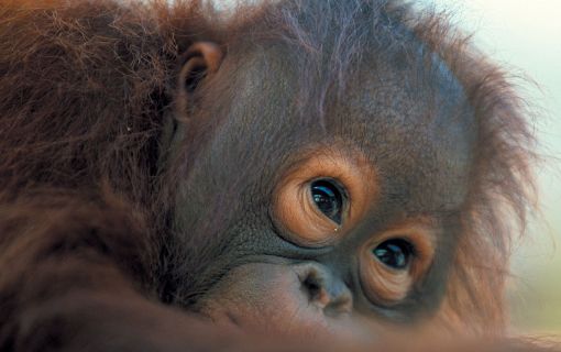 セメンゴ野生動物リハビリ・センター 3