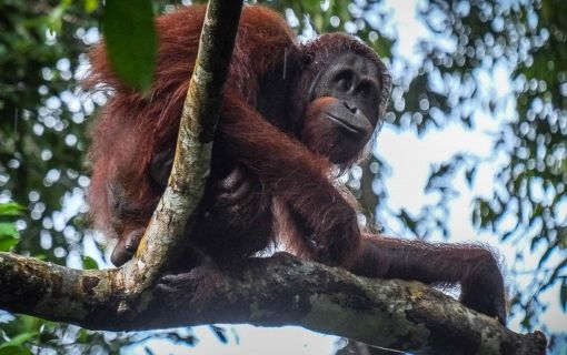 セメンゴ野生動物リハビリ・センター