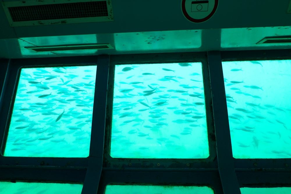 【ペナン発】コーラルガーデンパヤ島日帰りツアー＜1日観光＞ 5