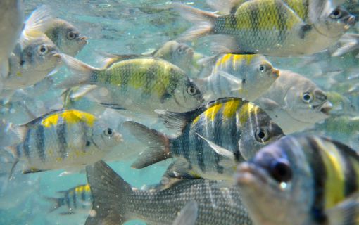 【ペナン発】コーラルガーデンパヤ島日帰りツアー＜1日観光＞ 7