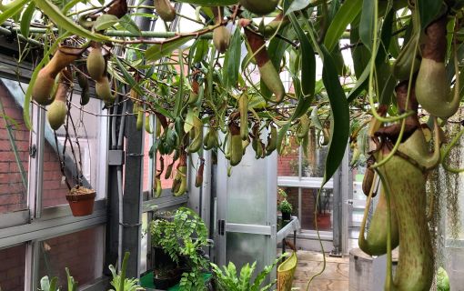 ベーシックプラン【東京発】マレーシア人と行くDEEP観光~夢の島熱帯植物館~