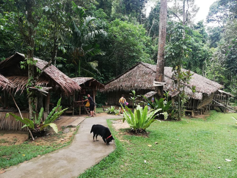 異文化と野生動物!マリマリ文化村とテングザル&ホタル観賞ツアー(コタキナバル発) 8
