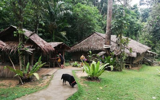 異文化と野生動物!マリマリ文化村とテングザル&ホタル観賞ツアー(コタキナバル発) 8