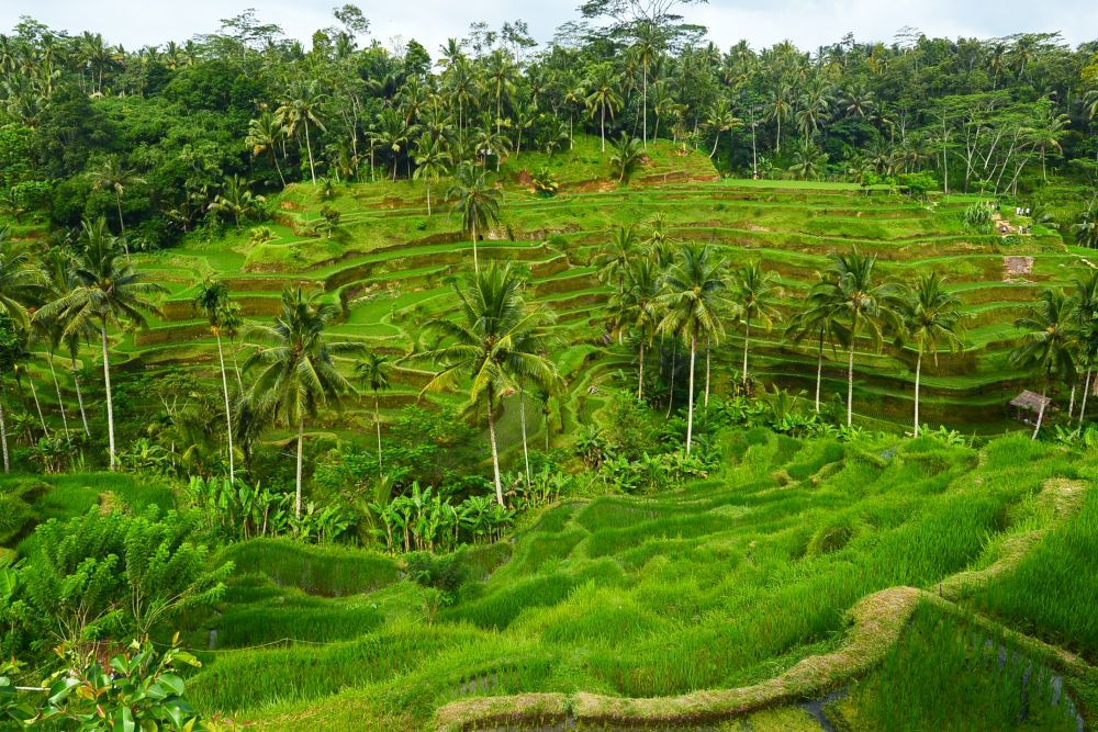 ウブド満喫 リフレッシュツアー 2