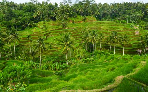ウブド満喫 リフレッシュツアー 2