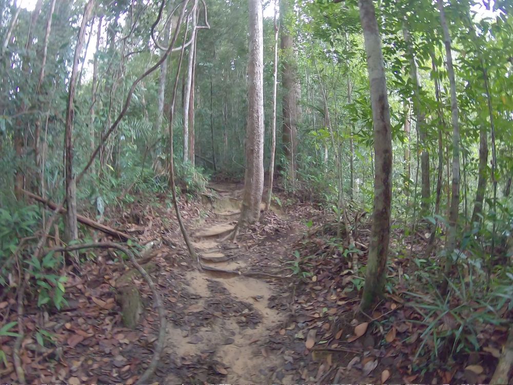 タマンネガラ国立公園 3泊4日ツアー|ムティアラ・タマンネガラ宿泊で大自然のジャングル体験<宿泊プラン>(クアラルンプール発) 8