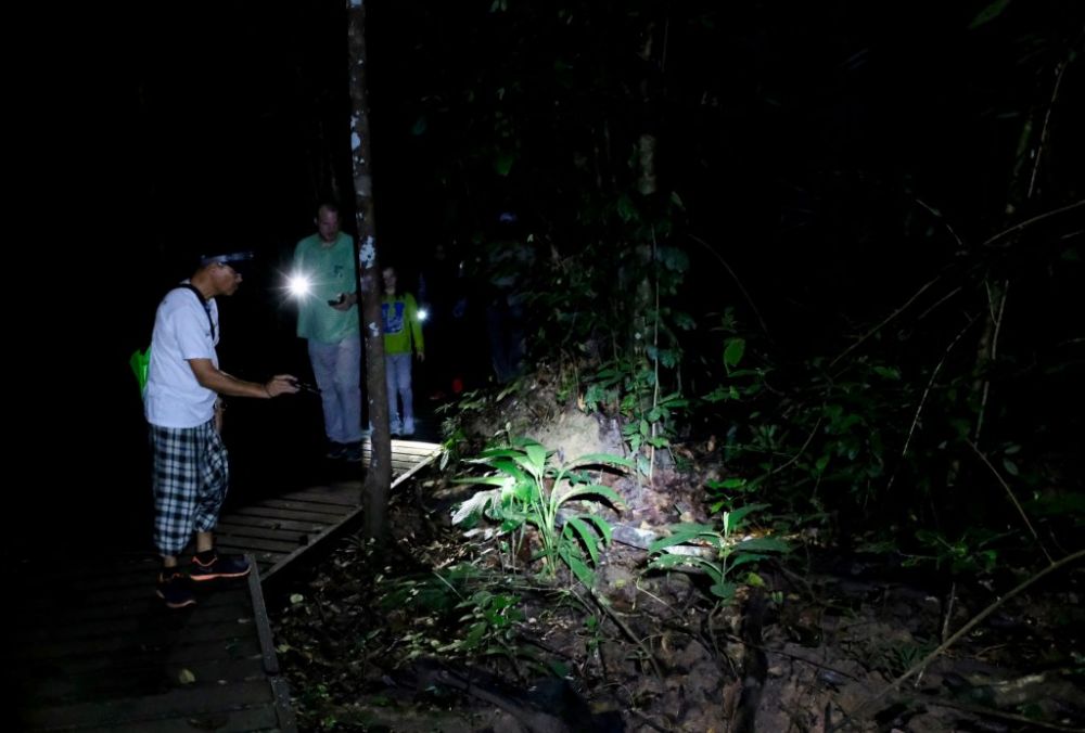 タマンネガラ国立公園 3泊4日ツアー|ムティアラ・タマンネガラ宿泊で大自然のジャングル体験<宿泊プラン>(クアラルンプール発) 6