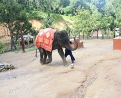 【プーケット発】サファリツアー9in1 6