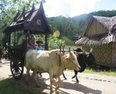 【プーケット発】サファリツアー9in1 4