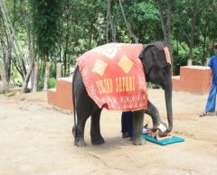 【プーケット発】サファリツアー9in1 2