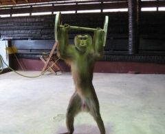 【プーケット発】サファリツアー9in1 8