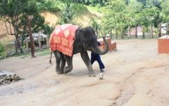 【プーケット発】サファリツアー9in1 6