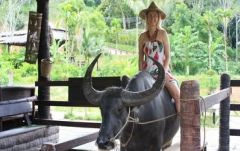 【プーケット発】サファリツアー9in1 5