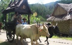 【プーケット発】サファリツアー9in1 4