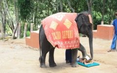 【プーケット発】サファリツアー9in1 2