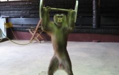 【プーケット発】サファリツアー9in1 8