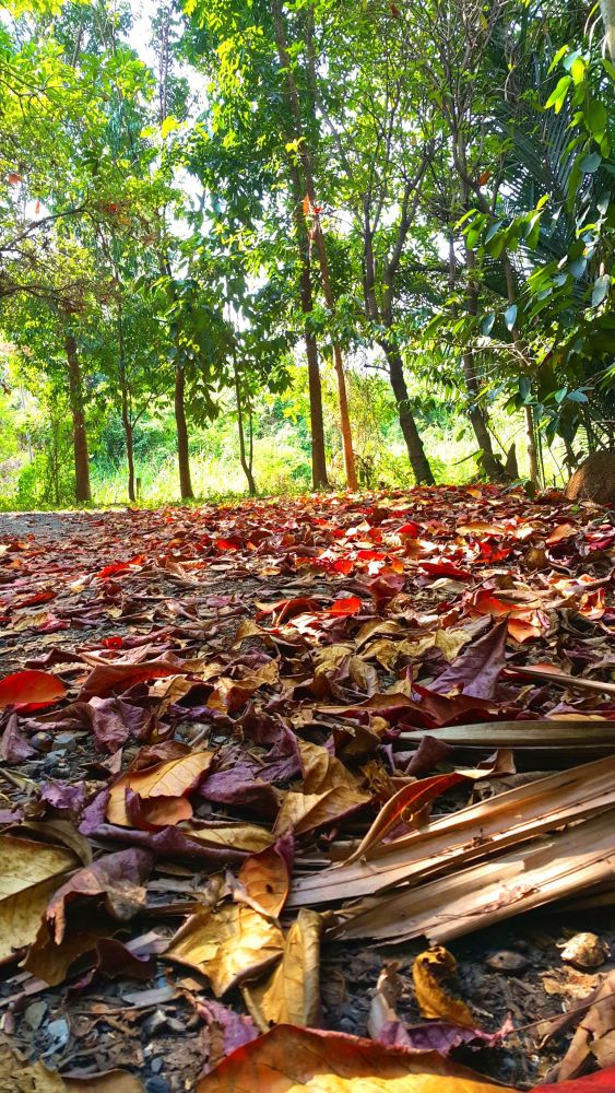 シーナコンクエンカン公園