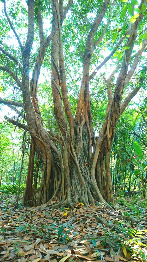 シーナコンクエンカン公園
