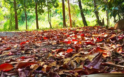 シーナコンクエンカン公園