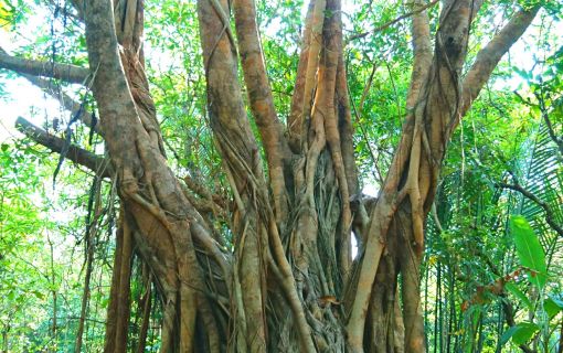 シーナコンクエンカン公園