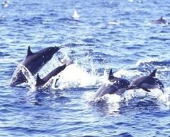 ドルフィンウォッチング&南海岸クルーズ 6