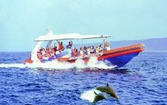 ドルフィンウォッチング&南海岸クルーズ 3