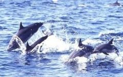ドルフィンウォッチング&南海岸クルーズ 6