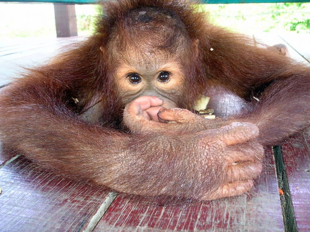 オランウータンの語源はマレー語で「森の人」