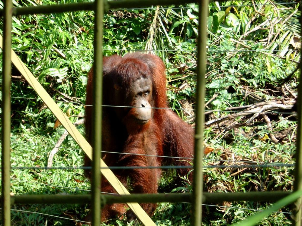 ボスオランウータン　ビージェイ