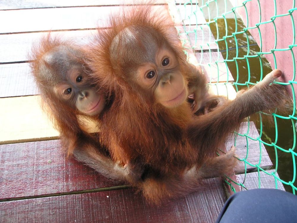 愛くるしいオランウータン