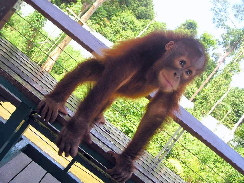 愛嬌たっぷりのオランウータン